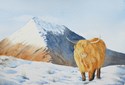 Highland Cow Christmas Card Painting